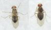 Hirtodrosophila cameraria